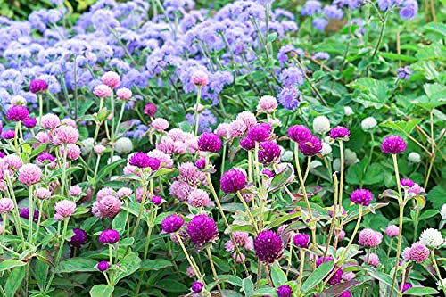 Image of Gomphrena Flower Seeds (Globe Amaranth) - Vibrant, Long-Lasting Blooms, Easy to Grow Annual Garden Seeds (Pack of 50+ Seed)
