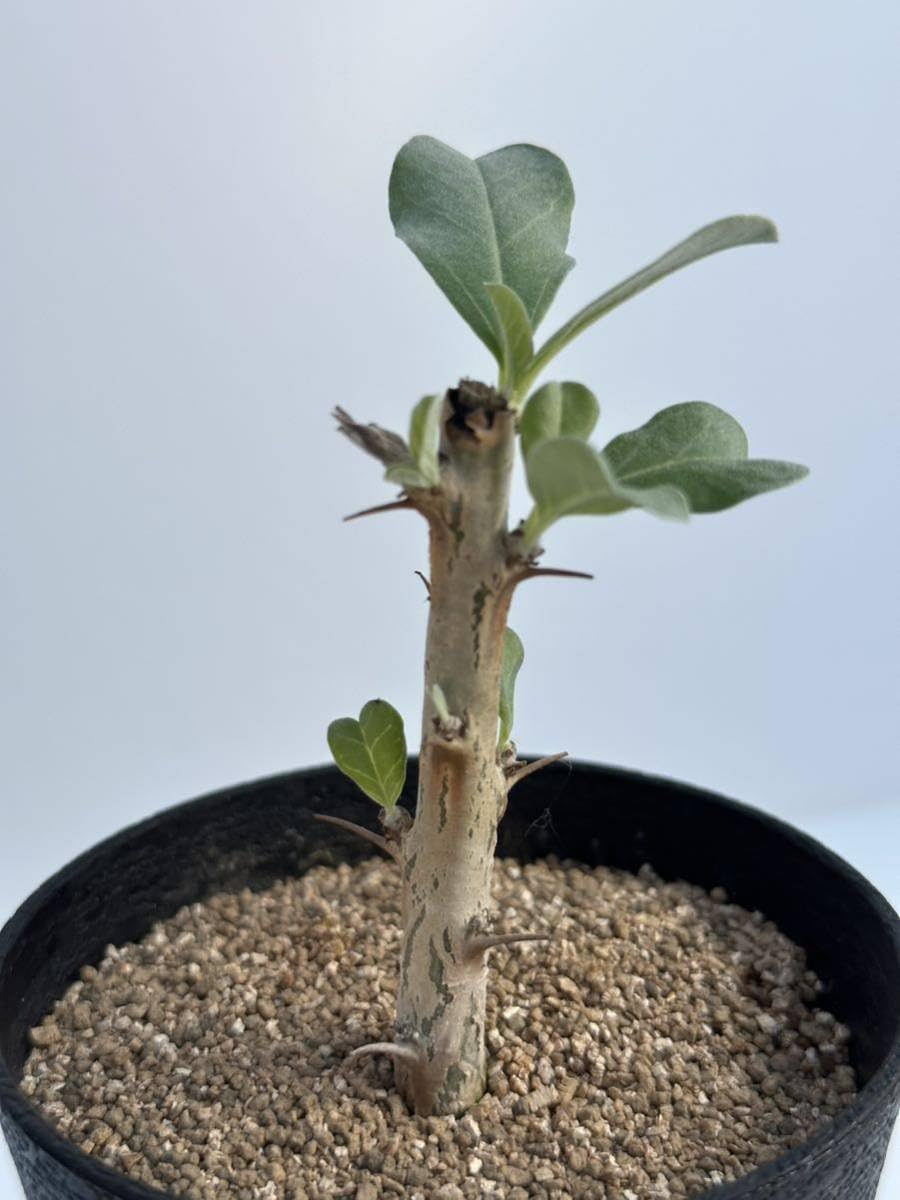 Amazon.co.jp: Sesamothamnus lugardii セサモタムナス