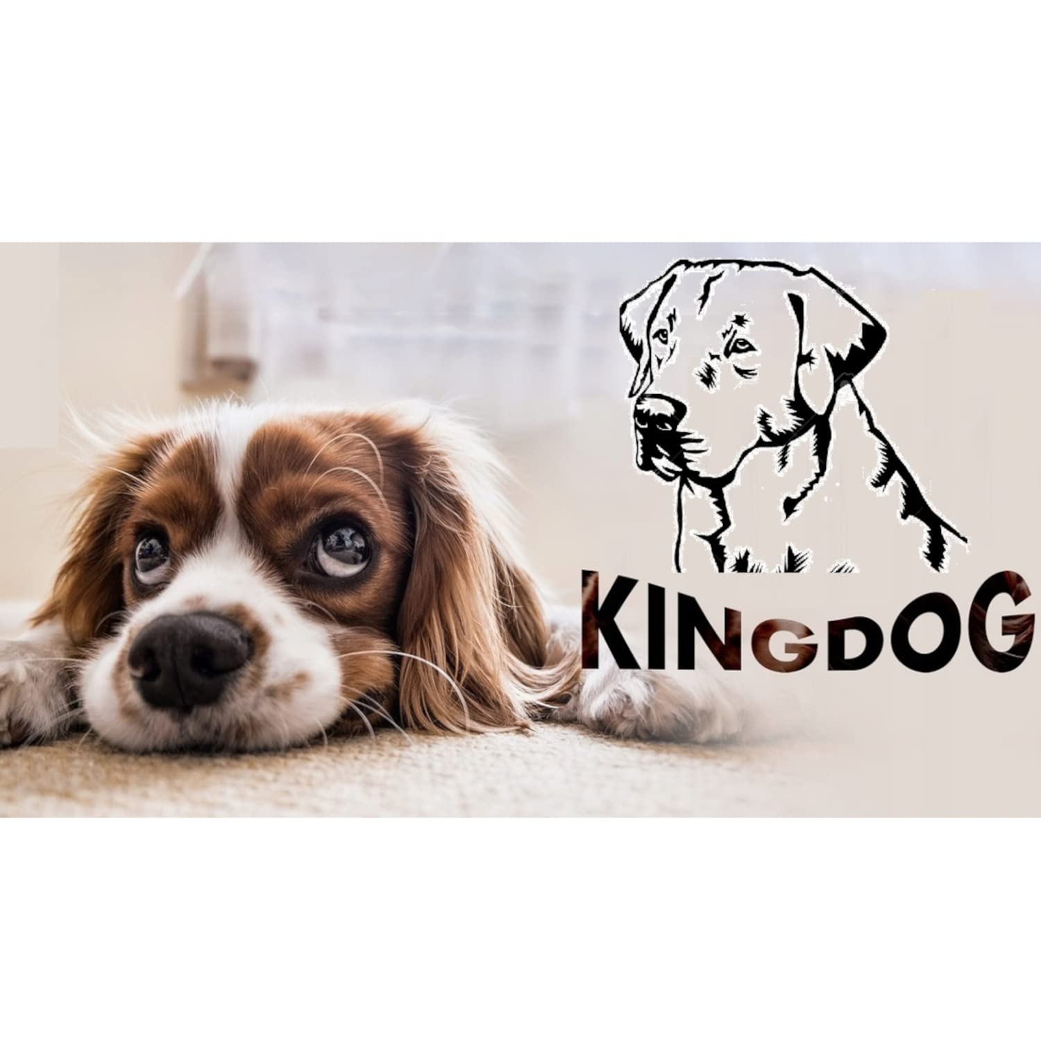 KingDog Honden- en kattenbed met twee kussens hondenkussen Hondenmand Huisdierbed wasbaar waterdicht PVC-materiaal (XXL 130 x 105 cm, donkergrijs) (Beige, XXL 130 x 105cm KingDog Honden- en kattenbed met twee kussens hondenkussen Hondenmand Huisdierbed wasbaar waterdicht PVC-materiaal (XXL 130 x 105 cm, donkergrijs) (Beige, XXL 130 x 105cm