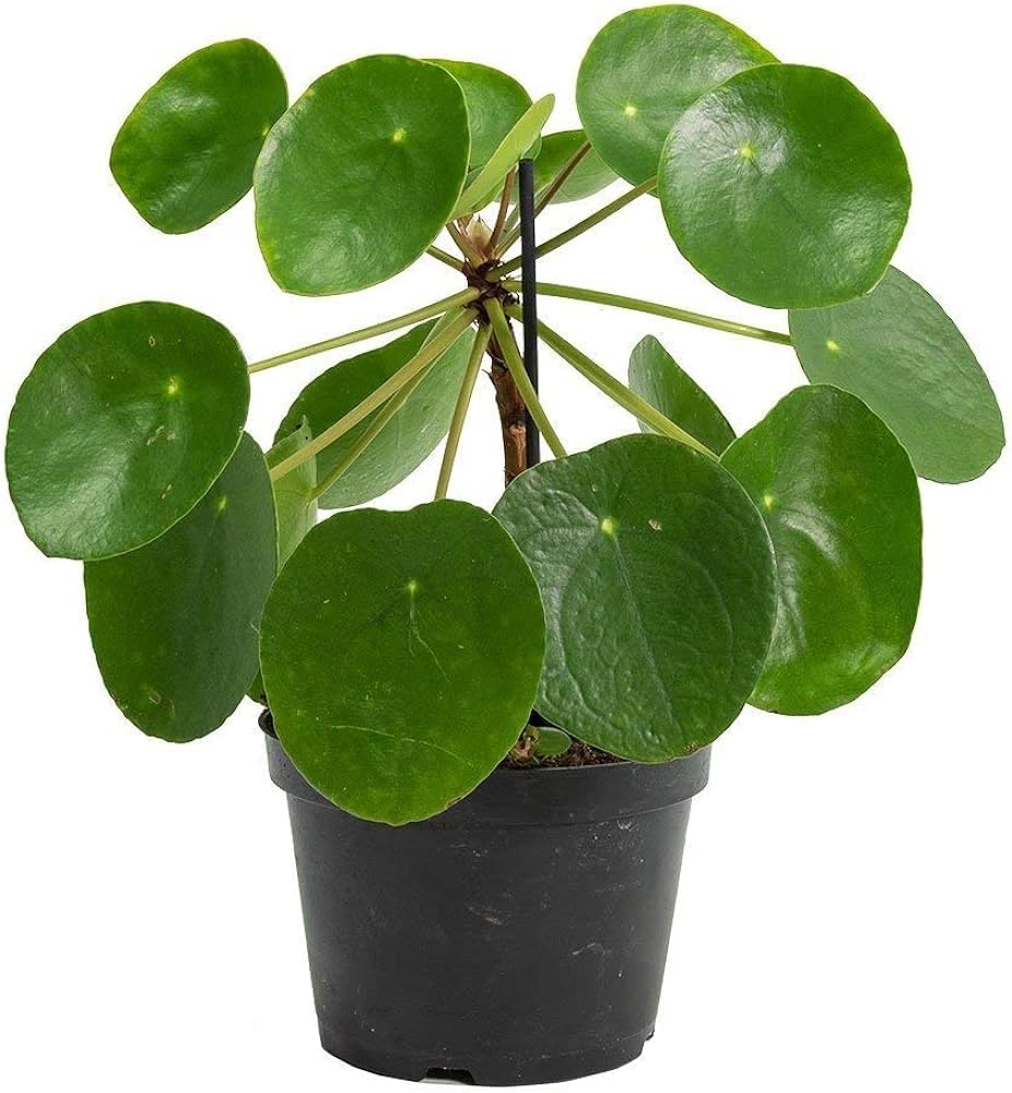Oyeboy Chinese Money Plant Pilea Peperomioides Indoor Plant Live pack of 1 With Black Pot 4 Inch Size (B0CXT9LKK9) Amazon Price History, Amazon Price Tracker