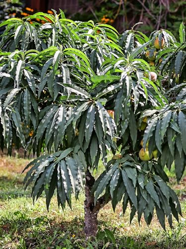 Bonanza Patio Peach Tree, Compact, Fruit Bearing, Deciduous, Self-Sufficient, 7 gal, Nursery Pot (Due to Agricultural Laws, we Cannot Ship to CA, AZ, AK, or HI)