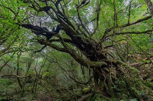 y{̕i|XgJ[hz vX ͂ tHgJ[hyY photo by daikegoro