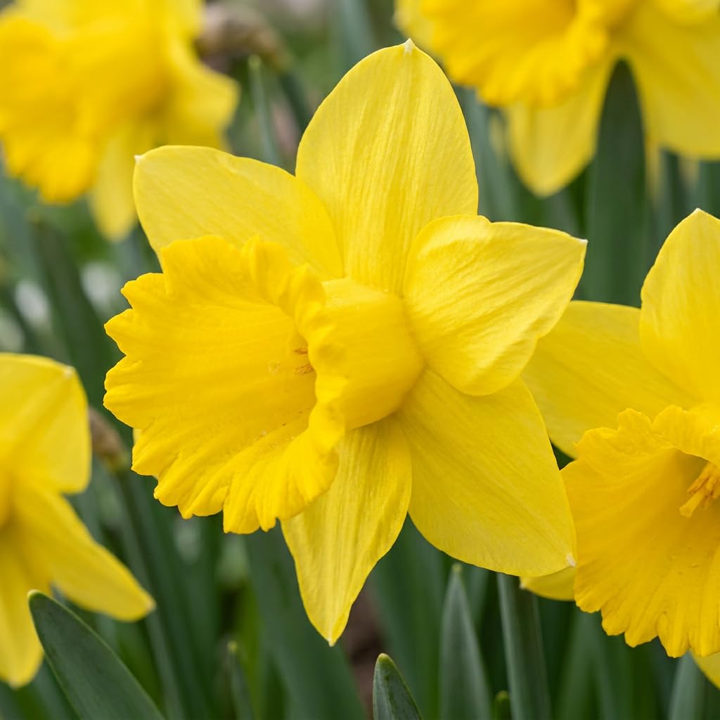 Green boutiQ - 320x Narcissus Yellow - Narcisse jaune - Jaune - Floraison printanière - Calibre 10/12