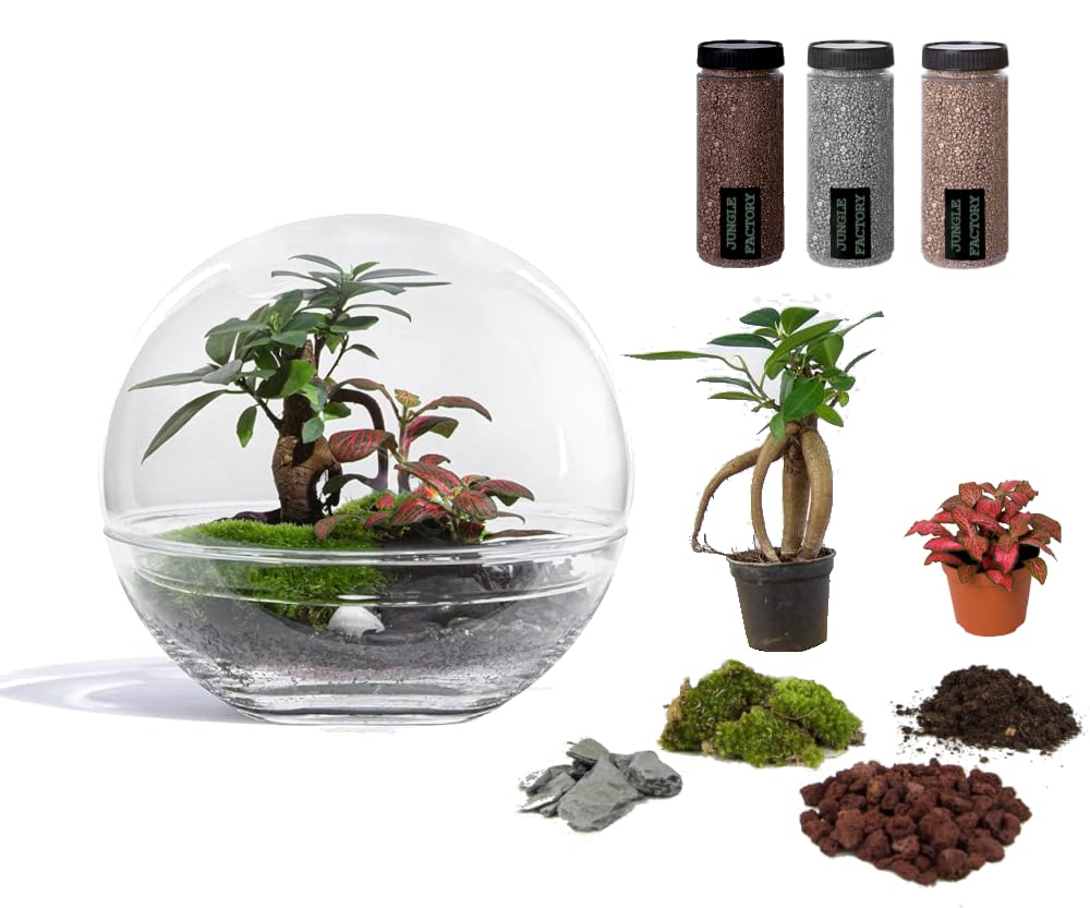 Kit Terrarium DIY Jungle Bubble Medium H25cm avec plantes et bocal
