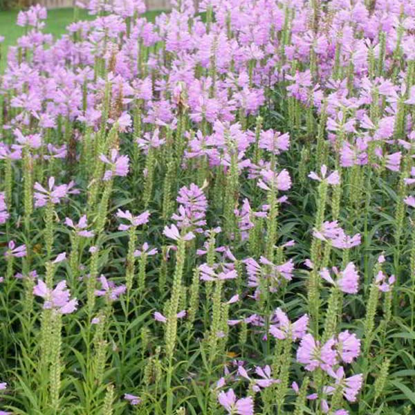 12 unità Physostegia Virginiana 'Bouquet Rose' - Catalettica 'Bouquet Rose' Vaso 9x9cm ±1 m² - Physostegia con Fiori Rosa e Crescita Robusta