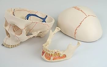 Amazon.co.jp: 歯根・血管・神経を再現，縫合線の着色した頭蓋骨模型