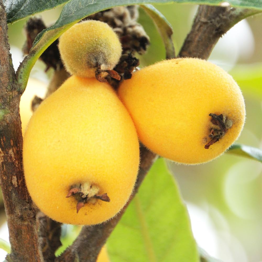 Amazon.co.jp: 枇杷(びわ)の苗木 品種：なつたより 13.5cmポット