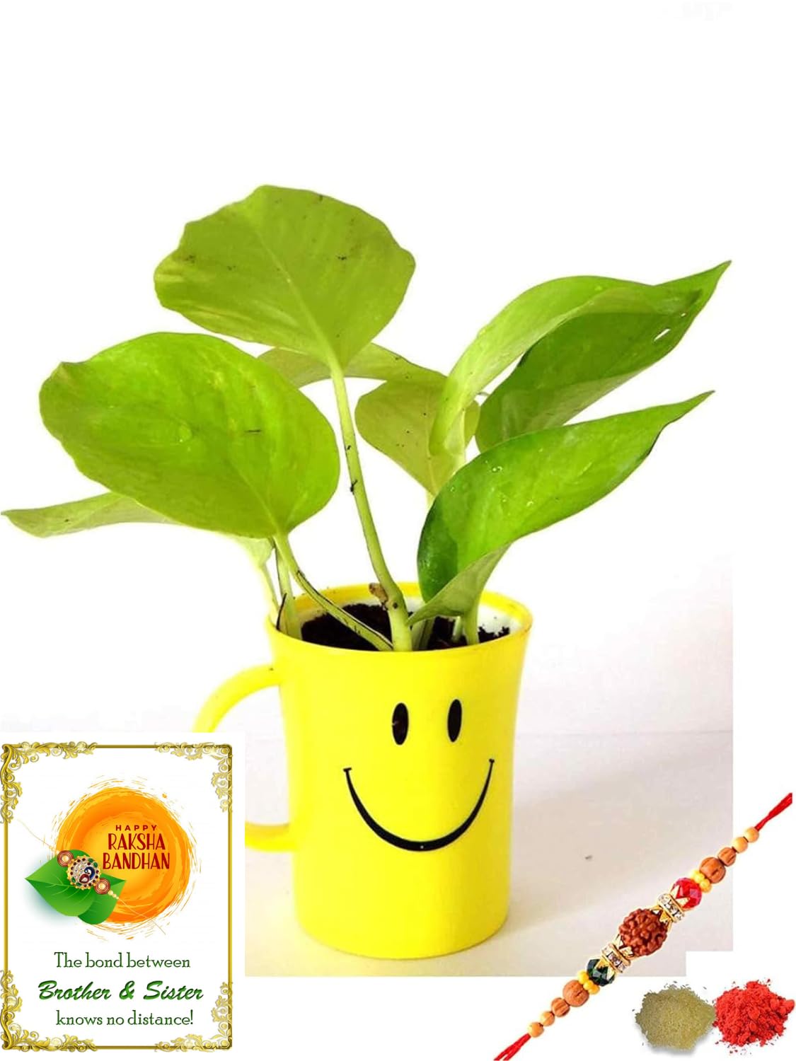 Rolling Nature Rakhi Combo of Good Luck Air Purifying Golden Pothos In Smiley Cup (B07GL4VHPM) Amazon Price History, Amazon Price Tracker