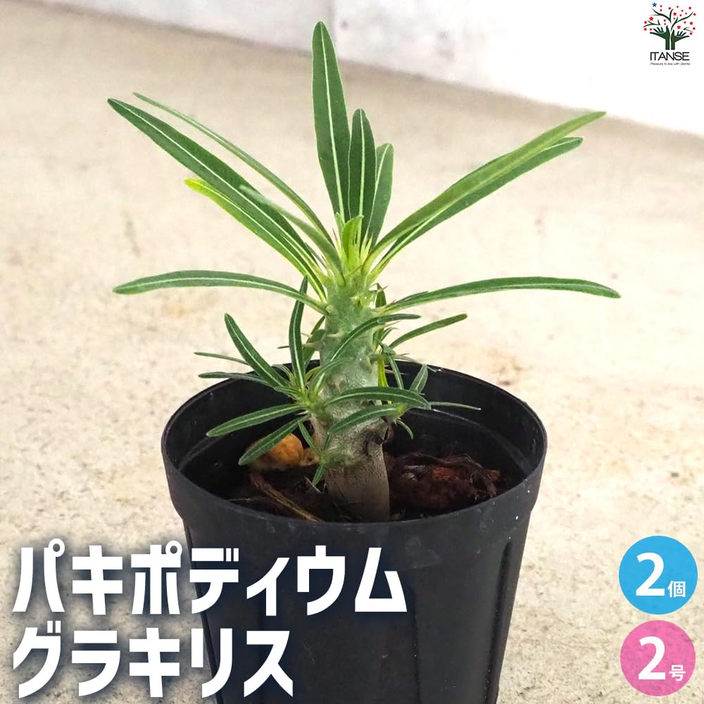 Amazon｜ITANSE パキポディウム グラキリス 2号鉢 2個セット 