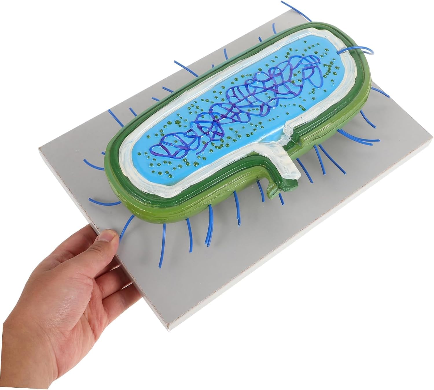 Model bakteryjny, Model edukacyjny anatomii bakterii prokariotycznych | Szczegółowe modele komórek naukowych, cytoplazma pokazuje narzędzia do nauki biologii w powiększeniu na ścianie