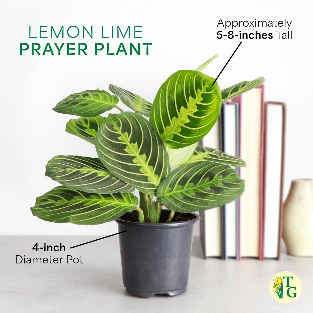 Amazon.com : Thorsen's Greenhouse Lemon Lime Prayer Plant, Live Indoor Plant,  Pet Friendly, Attractive Houseplant, Lemon Maranta, Natural Air Purifier,  Easy to Grow, 4" Diameter Pot (Copper) : Patio, Lawn & Garden