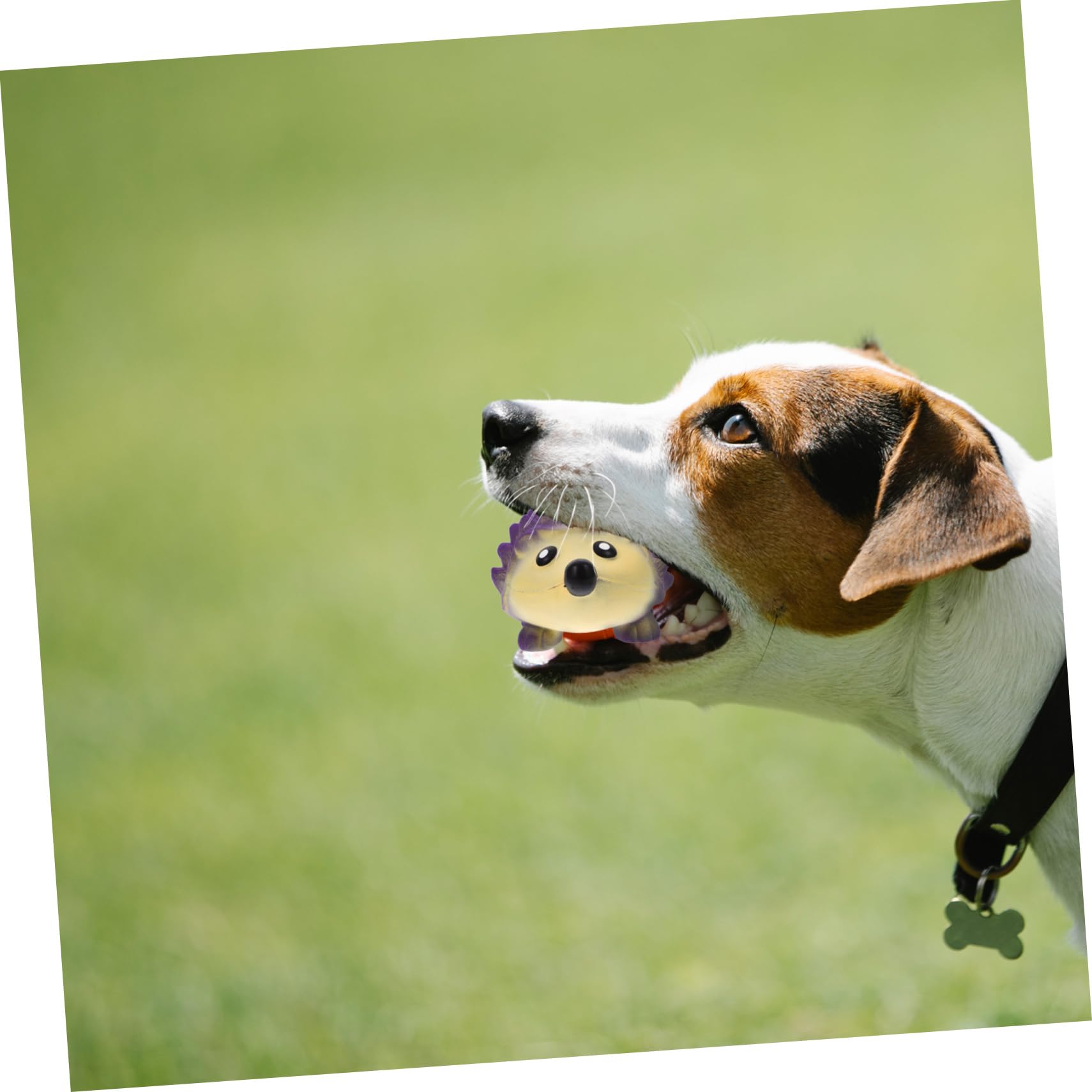 Kisangel 4 Juguetes para Perros Pequeños Aptos para Mascotas con Sonido Chirriante Y Diseño De Dibujos Animados.