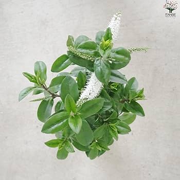 Amazon.co.jp: ITANSE へーべ クイーン キウイシリーズ