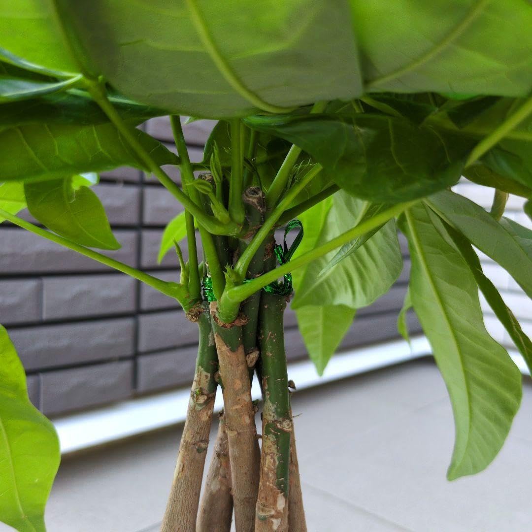Amazon｜観葉植物 パキラ アクアティカ グラブラ 発財樹 5本ねじり