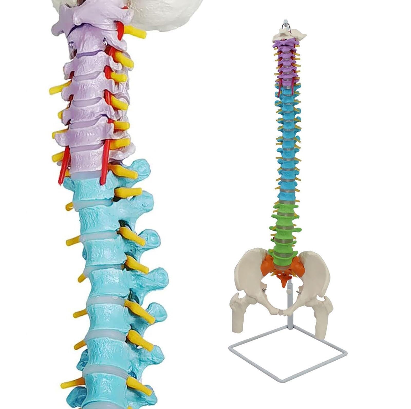 HEQIM Flexible Human Spine Model with Pelvis, 88 cm/34.6 Colored Spine Model with Occipital Bone, Pelvis and Leg Bones, Blood Vessels and Nerves, Life-Size, for Learning Teaching Models