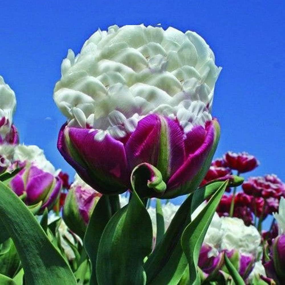 お得 チュウリップ球根 鉢植え 土壌培養植物 魅力的な リビングルームの装飾 中庭の装飾 春の花 美しい色 30 球根 お得 チュウリップ球根 鉢植え 土壌培養植物 魅力的な リビングルームの装飾 中庭の装飾 春の花 美しい色 30 球根