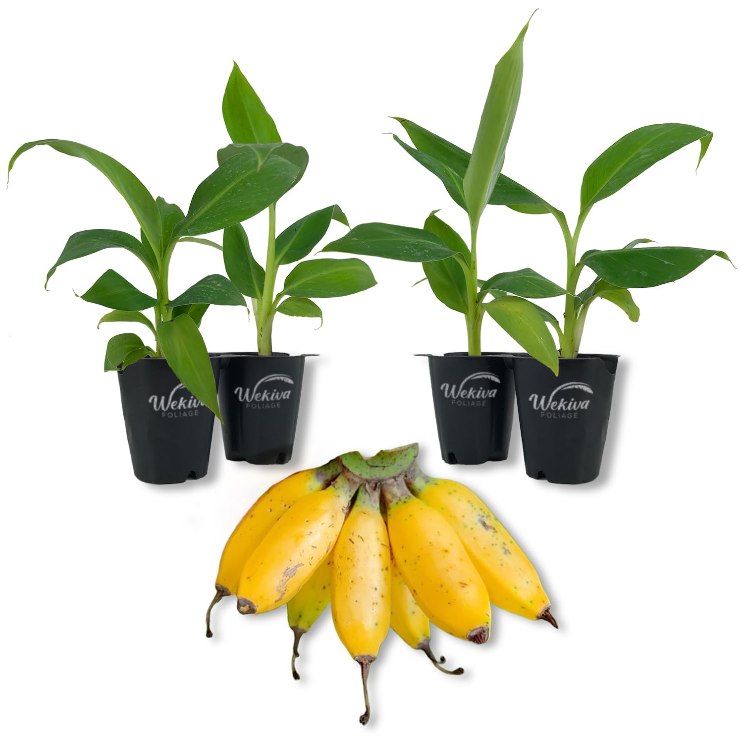Truly Tiny Banana Tree Wekiva Foliage