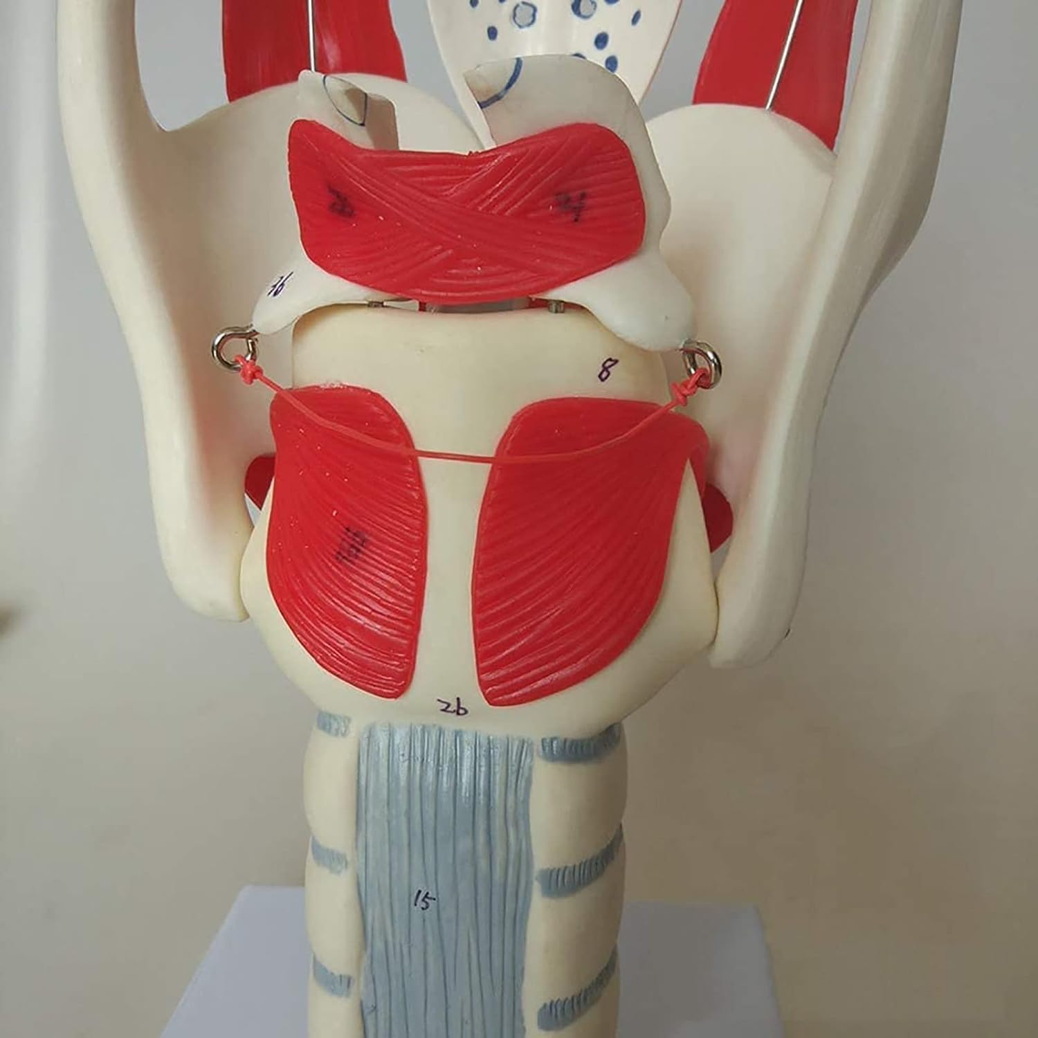 Model funkcjonalny krtani, 3-krotny model anatomiczny krtani i gardła, profesjonalny powiększony model symulacji stawu krtaniowego człowieka, anatomia medyczna do nauczania przedmiotów ścisłych, preze