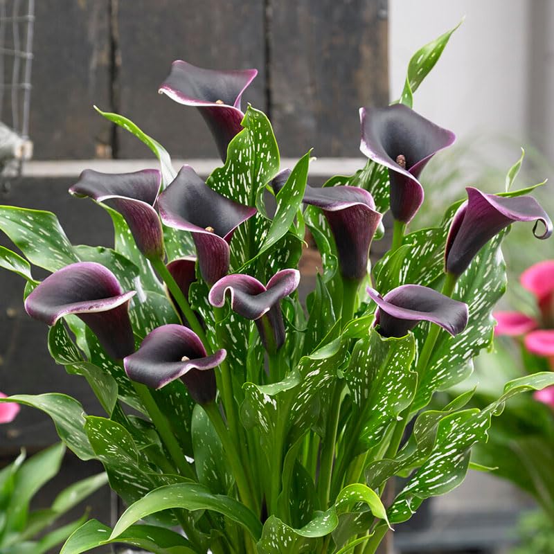 Dubai Nights Calla Lilies 3 Bulbs