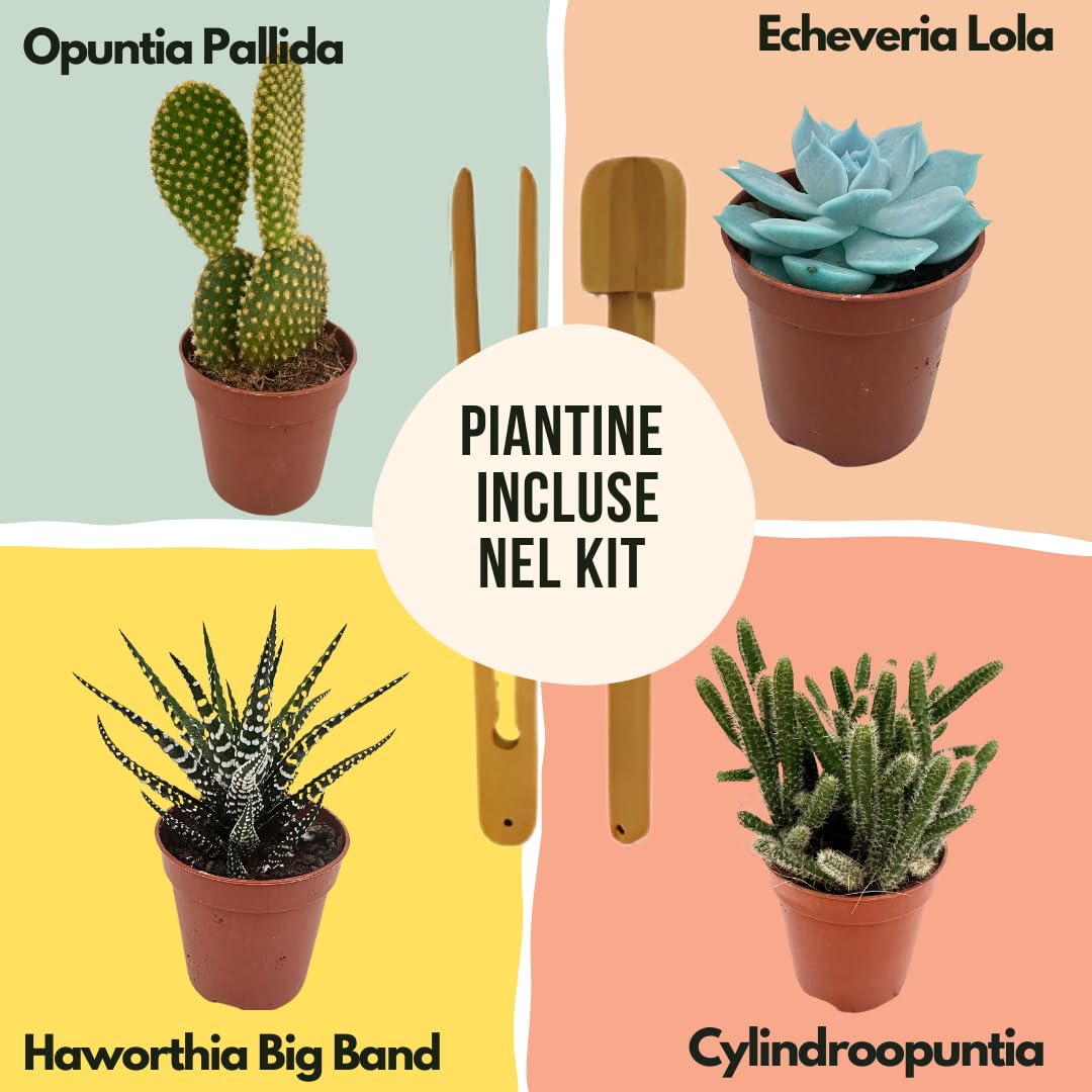 Kit Terrarium Fai da Te per Piante Grasse - I Giardini di Giulia - Completo di Vaso in Vetro, Tappo in sughero, Piante Succulente, accessori, substrati ed elementi decorativi