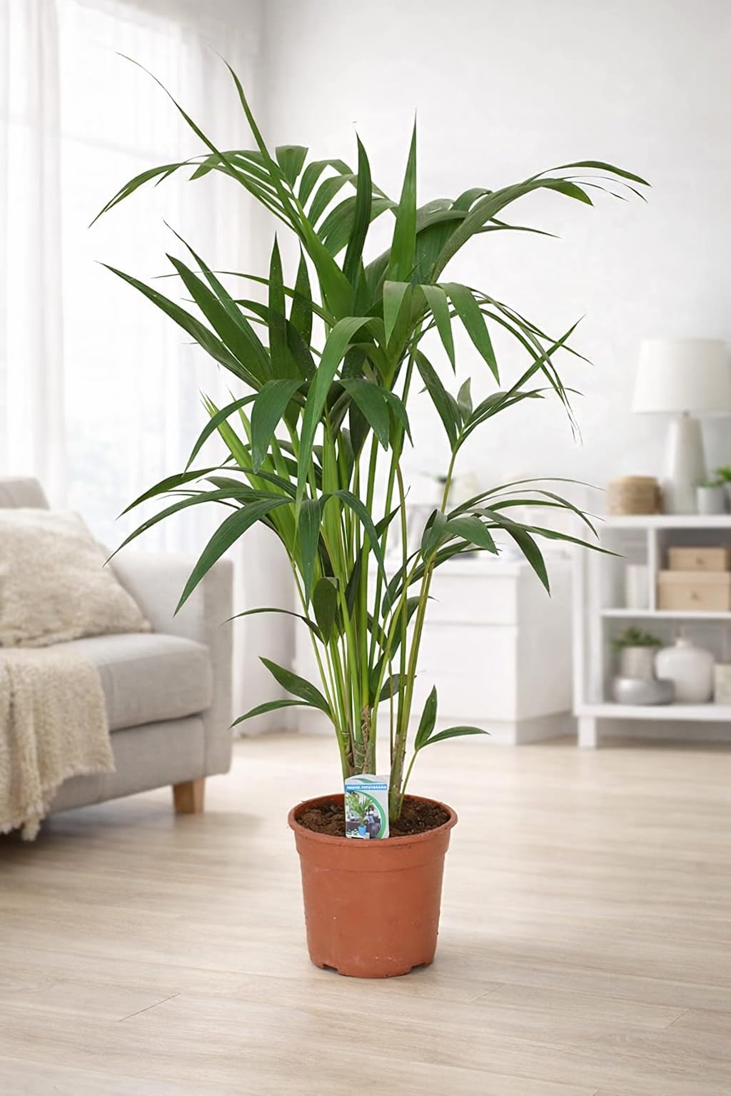 Kentia Palme (Howea forsteriana) 100-120 cm - Robuste Zimmerpflanze fr  Innenrume - Pflegeleichtes Dekoelement fr Wohnzimmer, Bro und  Schlafzimmer : Amazon.de: Garten