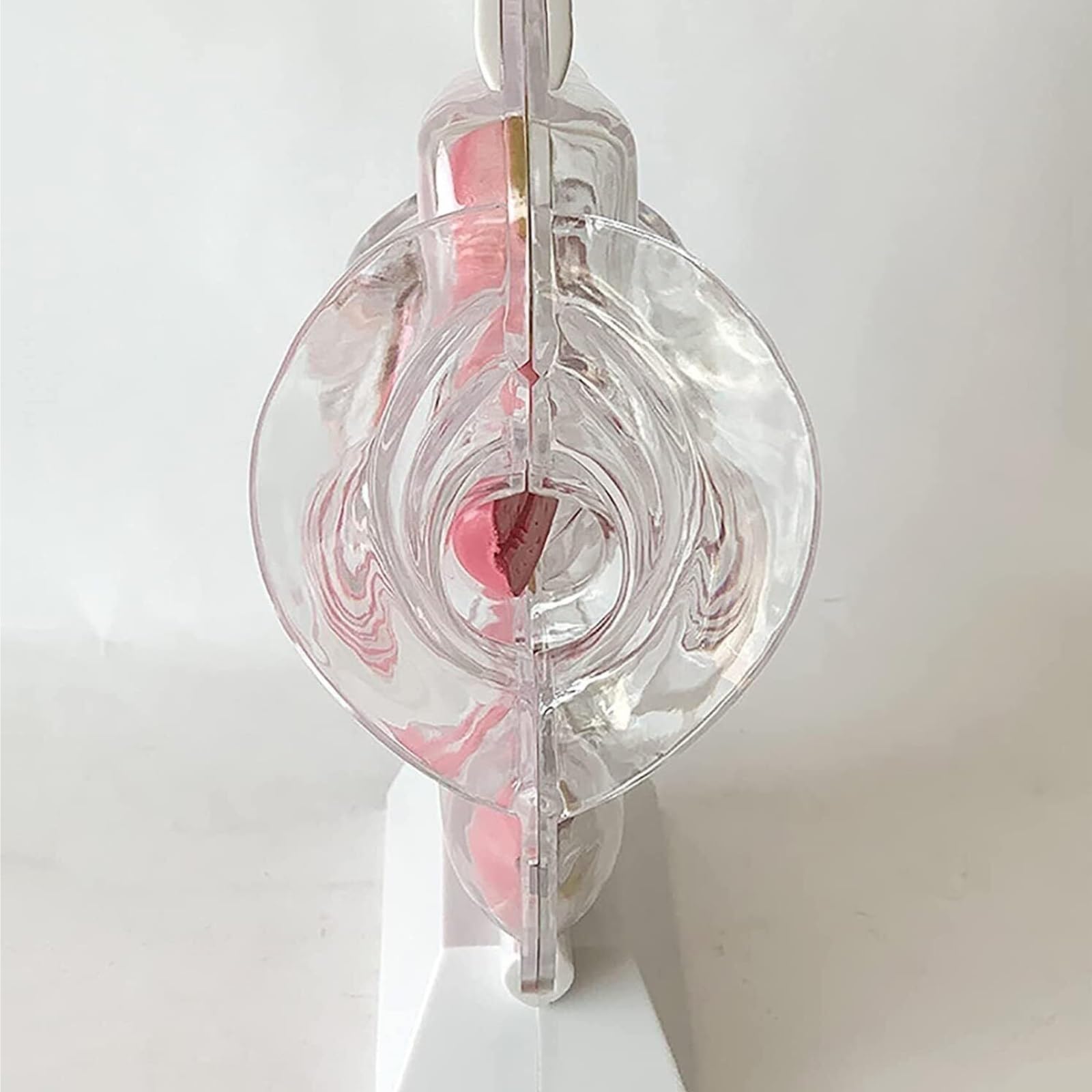 Transparentes Uterusmodell mit Demonstration der Menstruationstasse – Anatomisches Modell des weiblichen Fortpflanzungsorgans for Beckenanatomie, Verhütungserziehung und Sexualerziehungslehrmittel