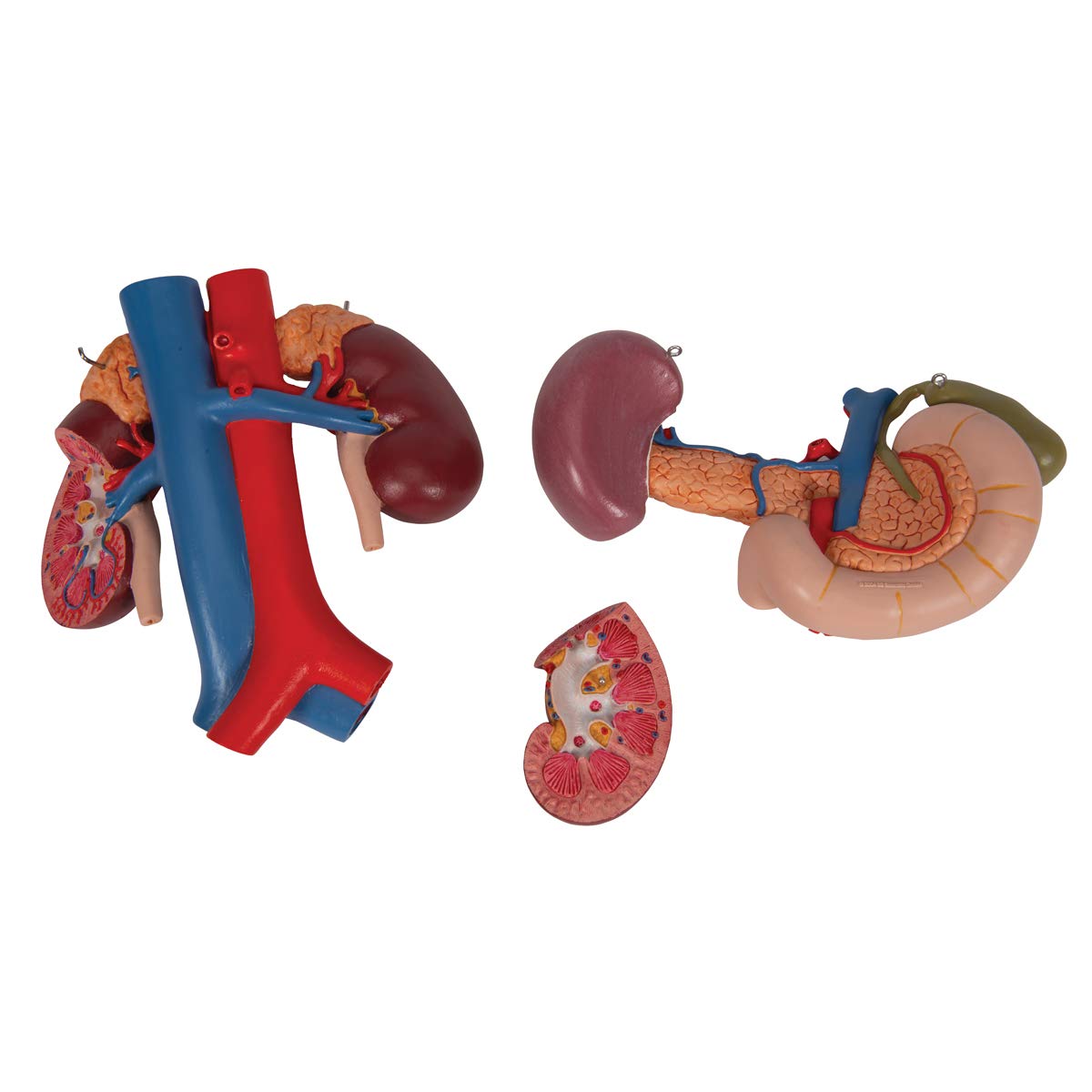 3B Scientific K22/3 Modelo de anatomía humana Riñones Con Órganos Posteriores del Abdomen Superior, de 3 Piezas + App de anatomía gratuita - 3B Smart Anatomy
