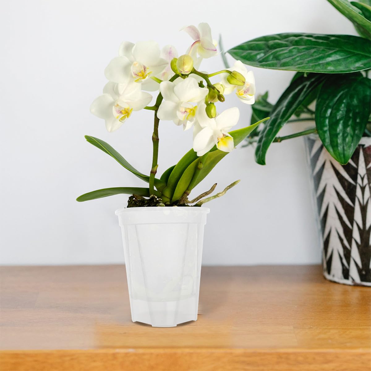 5 Stück Teiliges Selbstbewässerungs blumentopf Transparentem mit Integriertem Bewässerungssystem Geeignet für Orchideen und Zimmerpflanzen Automatische Wasserzufuhr für Einer