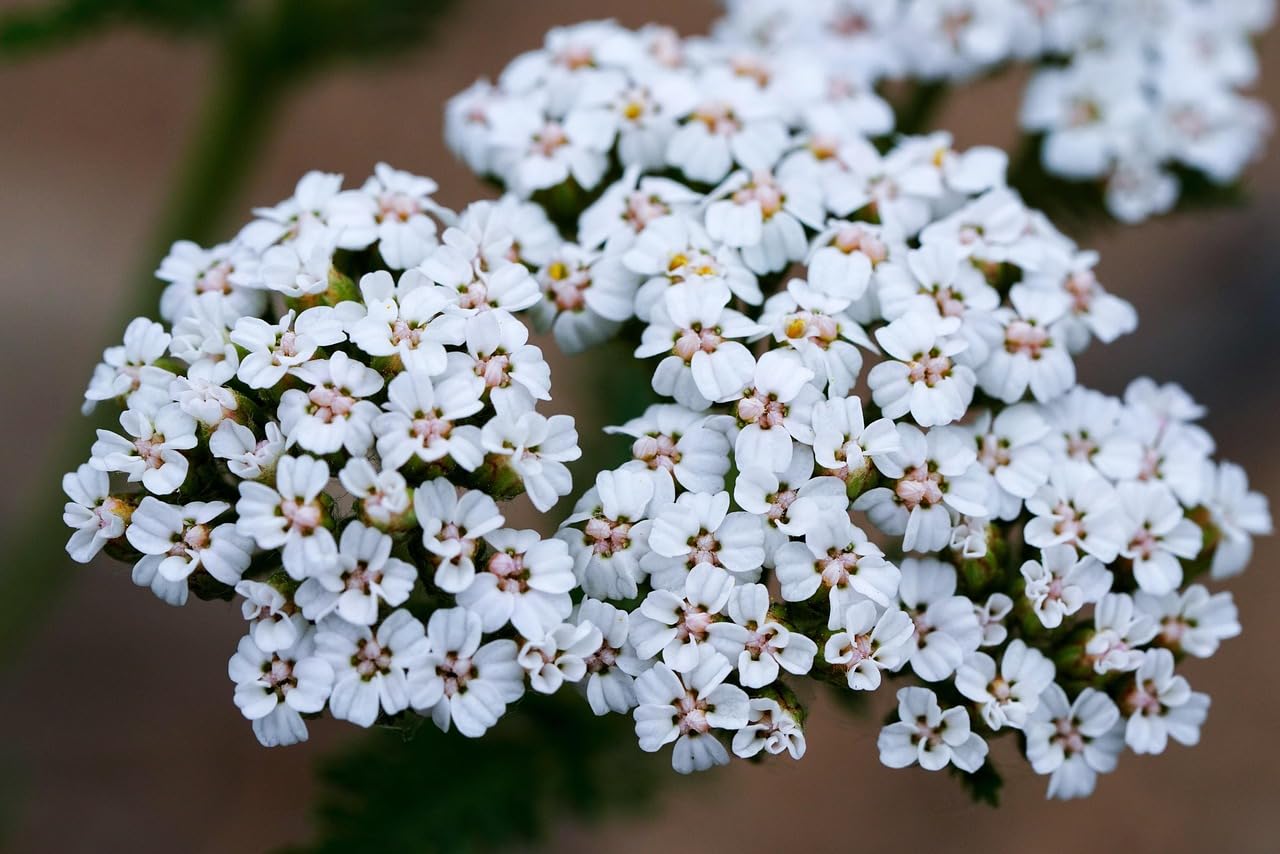 Yarrow White Seeds, Achillea Millefolium Herb Flower Wild (10g)