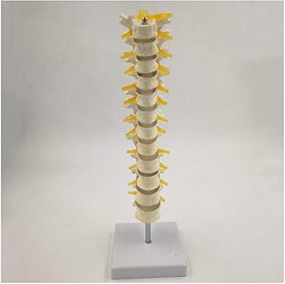 Thoracic Vertebra Model - Medical Teaching Thoracic Spinal Column Model - Thoracic Anatomical Model with Spinal Cord and Thoracic Nerves Model Medical School Teaching Display