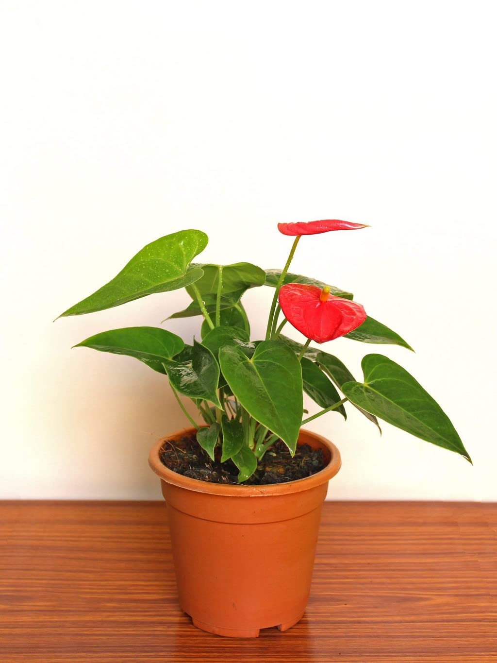 Creative Farmer Gardens Rare Giant Red Anthurium Flower Plant With Brilliant Pink Leaves Indoor Home Décor - Best (Healthy Live Plant) (B09QT246WQ) Amazon Price History, Amazon Price Tracker