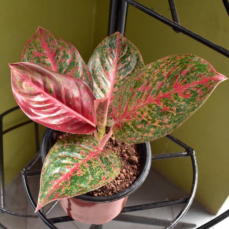 DDN Plants` Aglaonema Live Indoor Plant EFW354-image-44