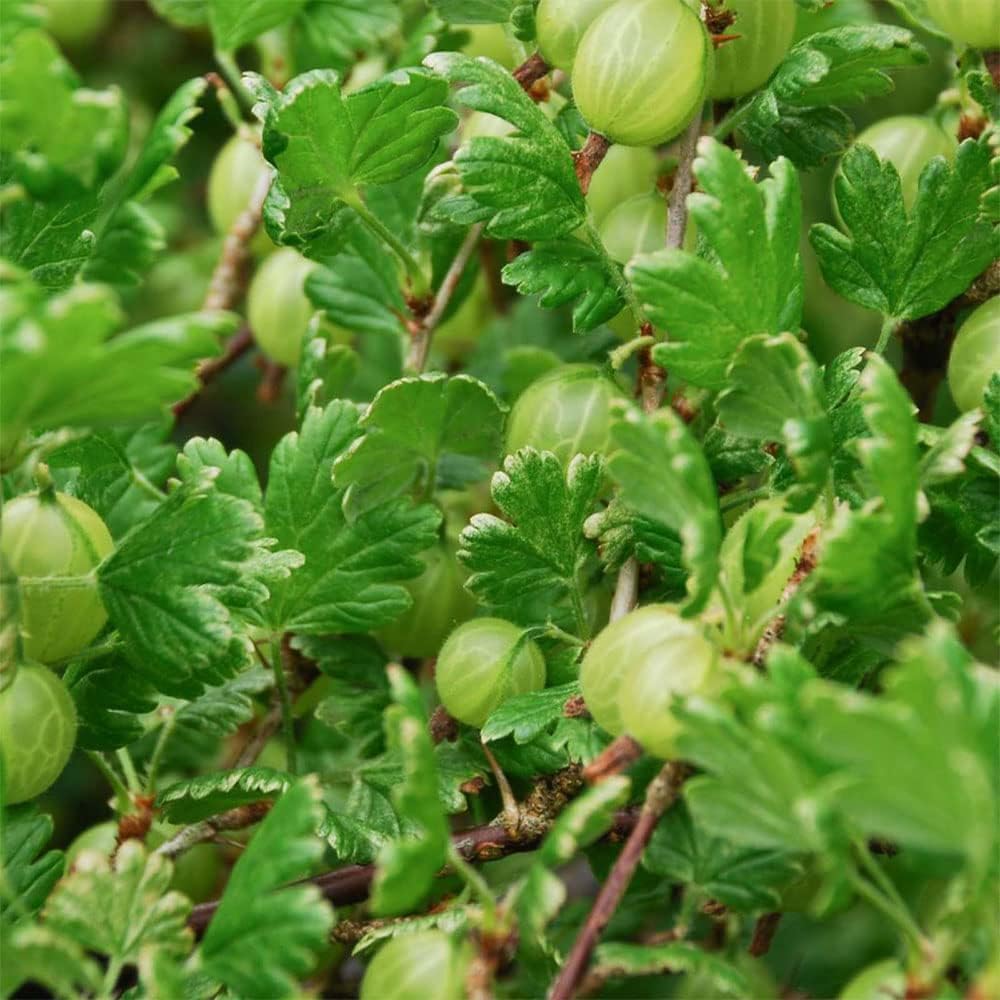 Mature Fruit Tree Green Gooseberry Bush Bare Root Tree Amazon.co