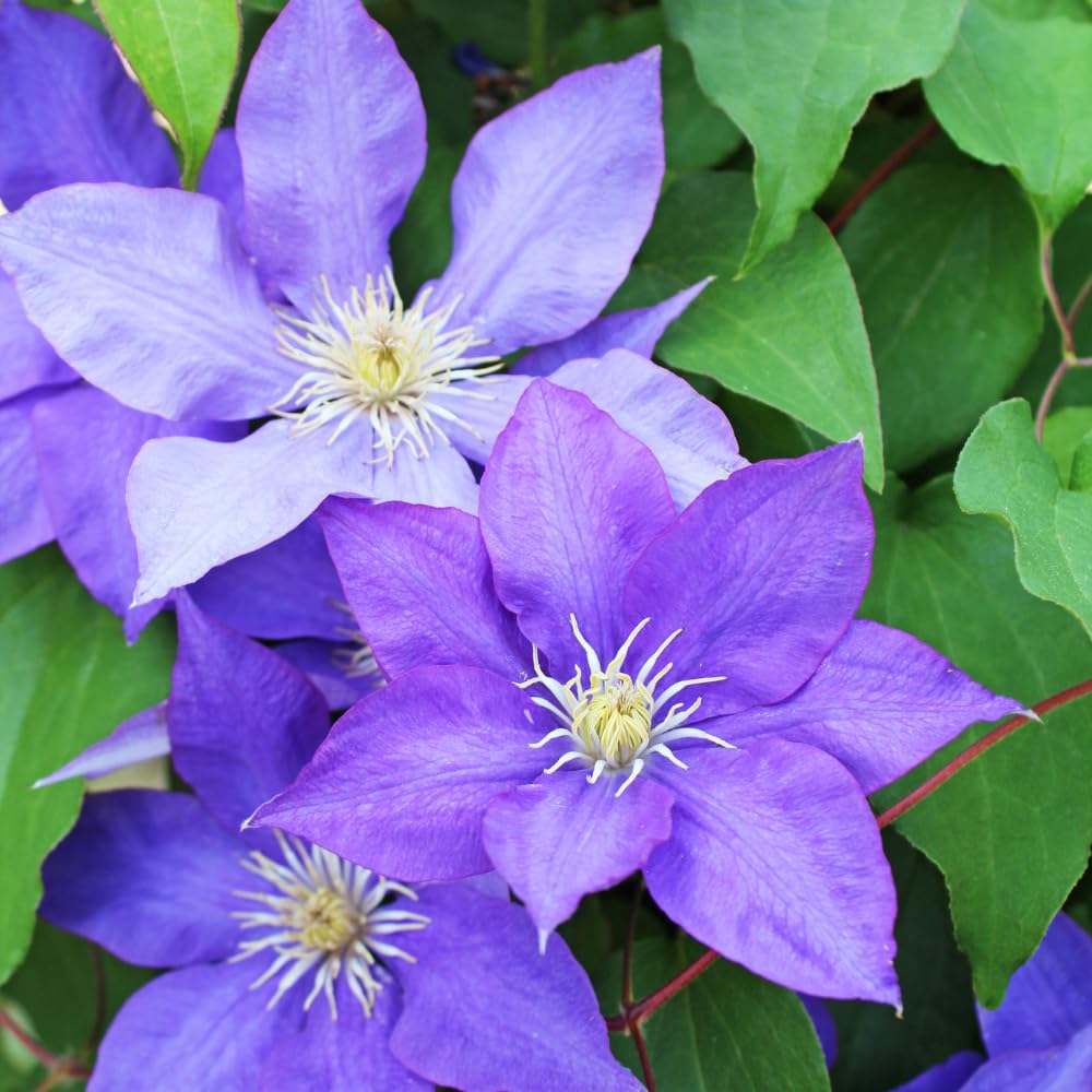 HILROQG Clematis Vine Light Blue Flowers