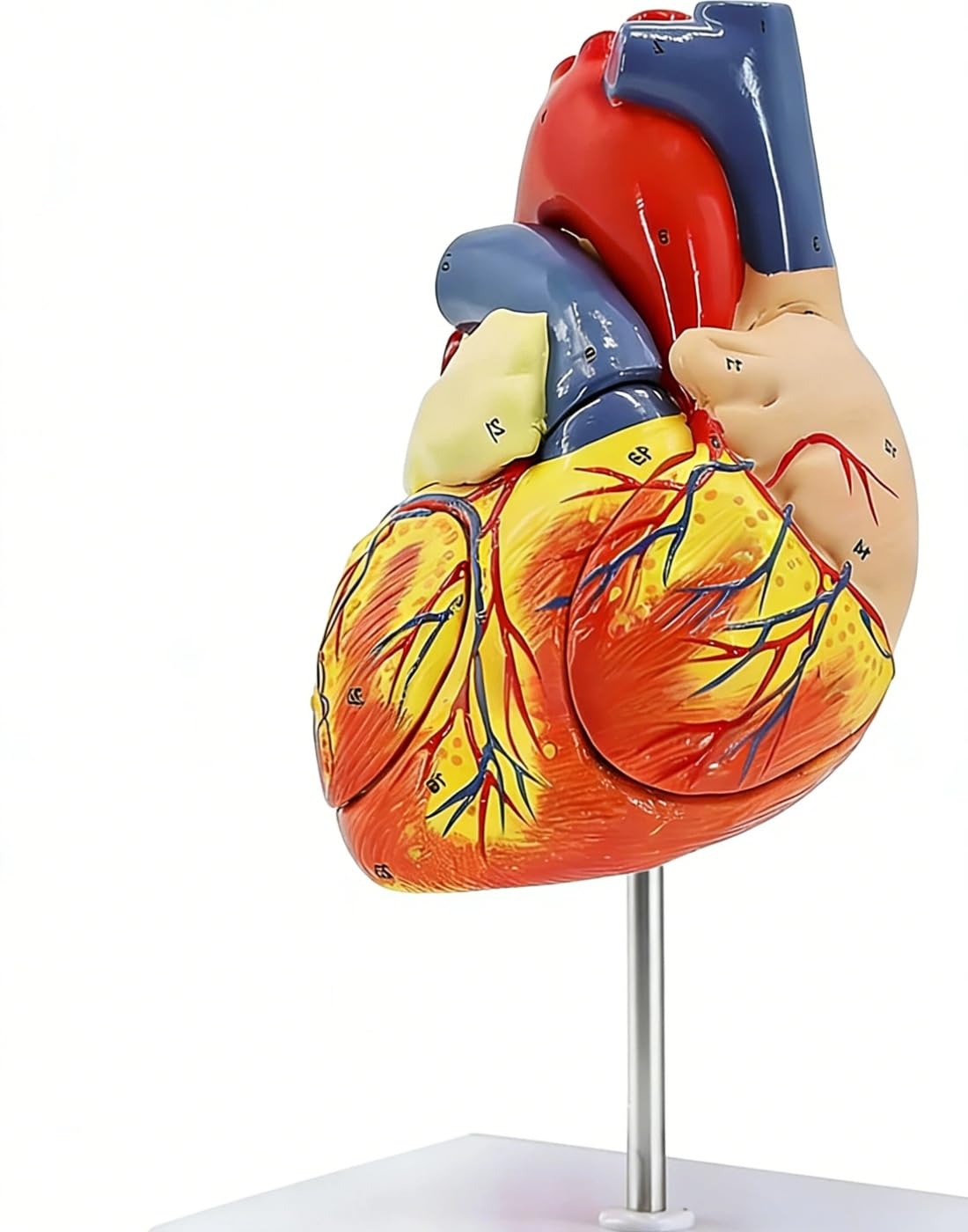 2X Enlarged Human Heart Anatomy Model, 4‑Part Detachable, with 49 Numbered Structures, Magnetic Assembly & Base, for Science Demonstration Education