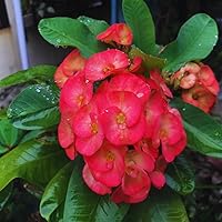 Vista 2 de Planta viva de corona roja de espinas, planta viva de corona de espinas, 4 unidades en maceta, planta suculenta perenne viva