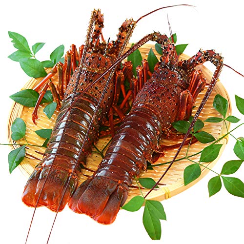 伊勢海老 300gの通販 価格比較 価格 Com