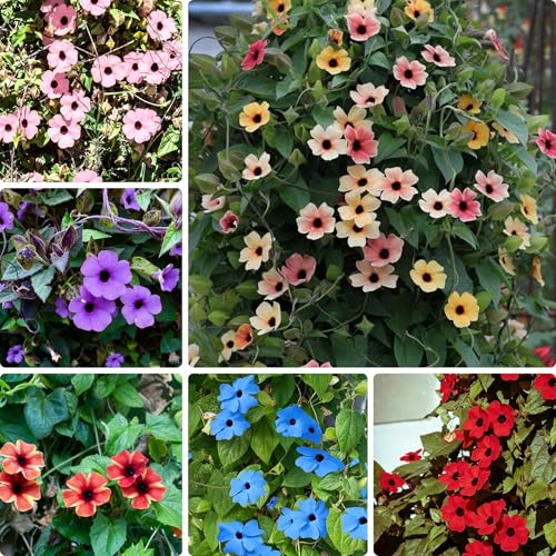 300+ Thunbergia Flower Seeds for Planting Mixed Color Eyed Susan Vine Seed Non-GMO Heirloom Thunbergia Flower Seeds for Small Garden Border Home Outdoor