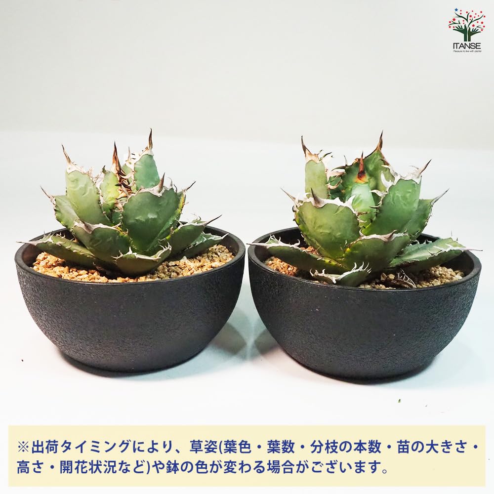 Amazon｜ITANSE アガベ 南覇王 7号 1個売り 多肉植物 Agave