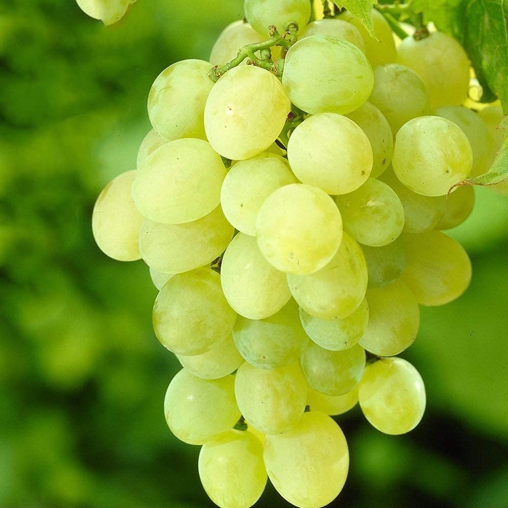 Votaniki Himrod Seedless Grape Bare Root for Plant - Perennial, Sweet, Juicy, and Seedless Grape, | Grape Bare Root - Easy to Grow (1 Pack)