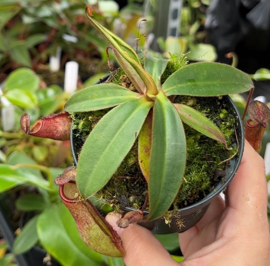 Nepenthes albomarginata x attenboroughii – exotische Kannenpflanze – außergewöhnliche fleischfressende Pflanze – Hochland-Karnivore für Sammler
