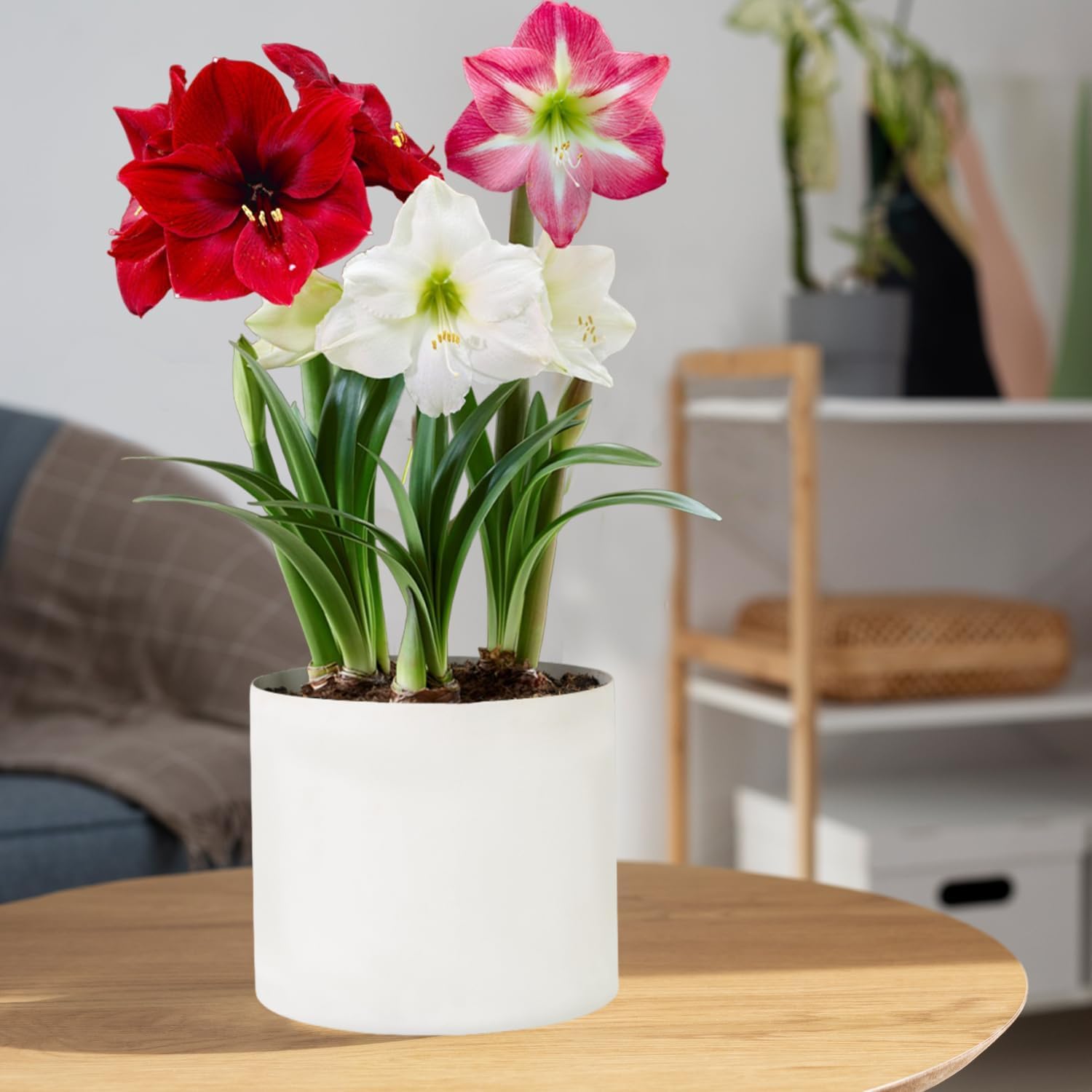 Amaryllis Zwiebeln Kollektion - 3 Große Blumenzwiebeln 26/28 Aus Holland