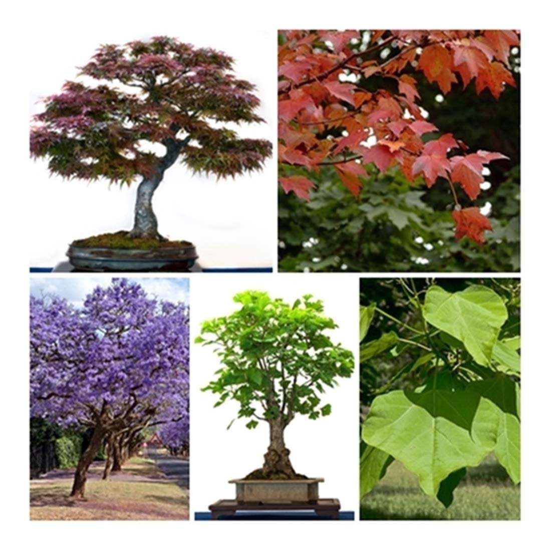 seeds Bonsai Tree Seed Collection No 2. 5 Individual Packets with Growing Guides. Save 20% on Normal Prices.