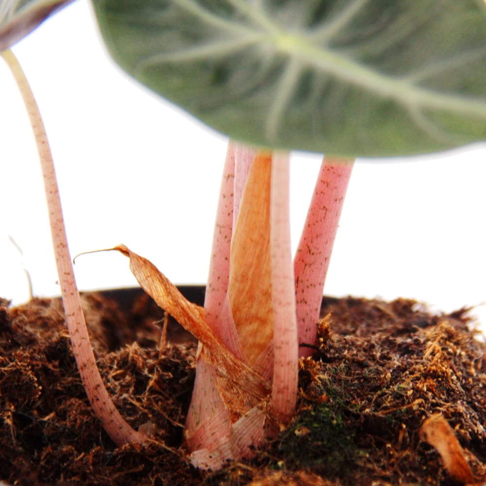 exotenherz Alocasia Baginda Pink Dragon - Racine tropicale - Alocasie - Feuille de flèche - Pot de 11 cm