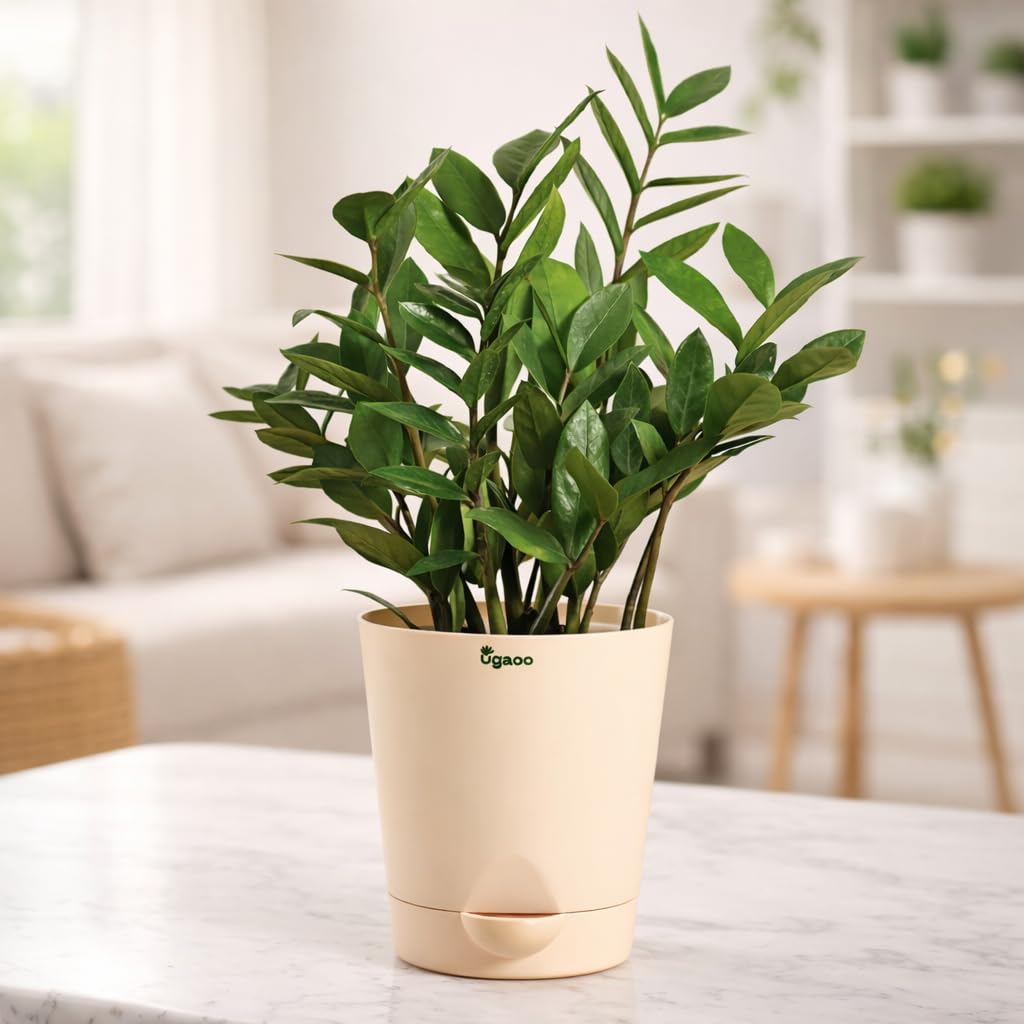 Ugaoo ZZ Plant, Zamia Air Purifer Plant With Self Watering Pot (Zamioculcas Zamiifolia)