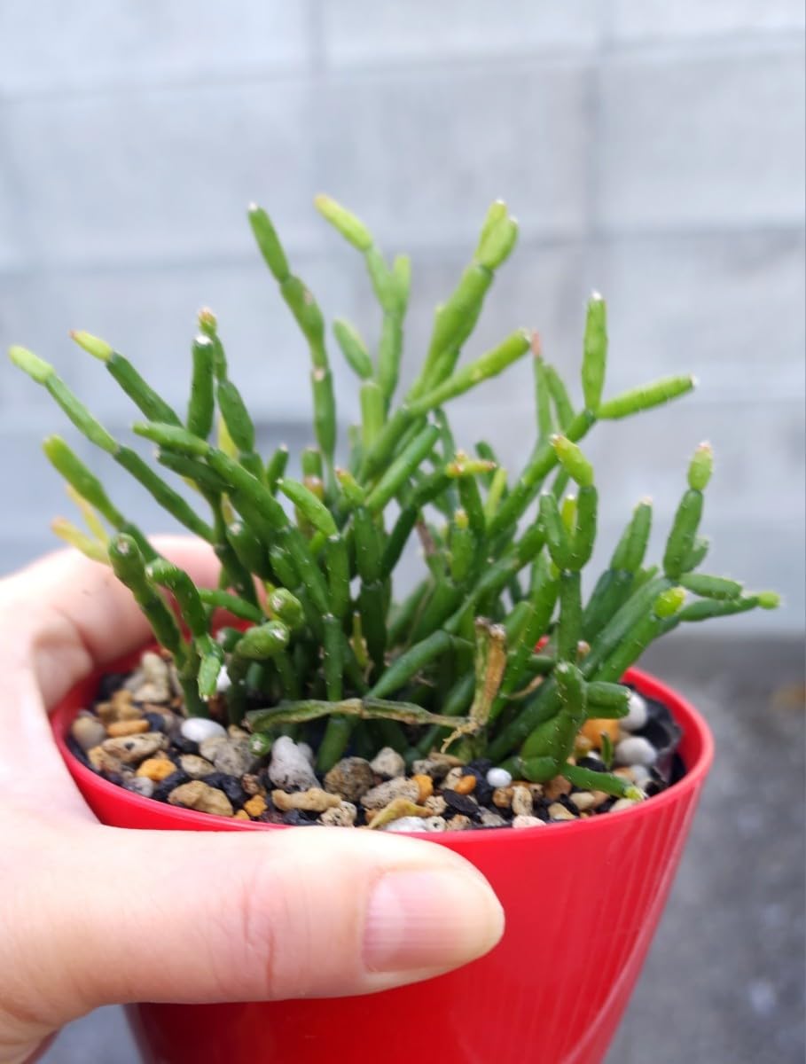 森林サボテン リプサリス ハティオラ サルコイオイデス ちび苗