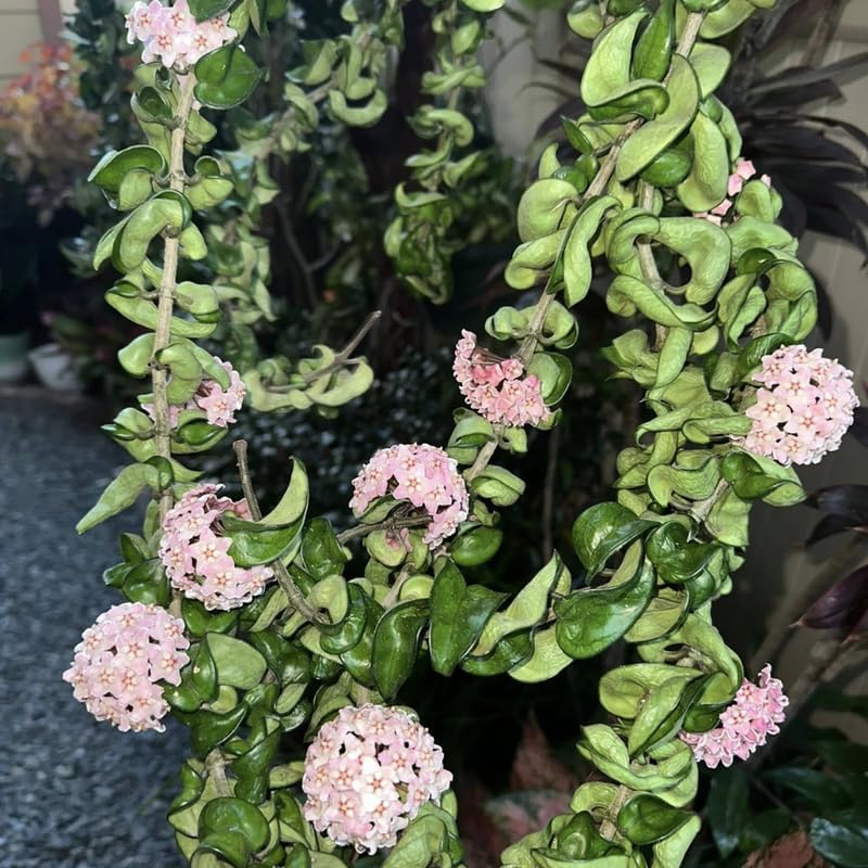 Hoya Hindu Rope Plant Live, 4 Inch Pot, Potted Crinkle Leaf Wax Plant, Unique Curly Indoor Vine for Home and Office Décor