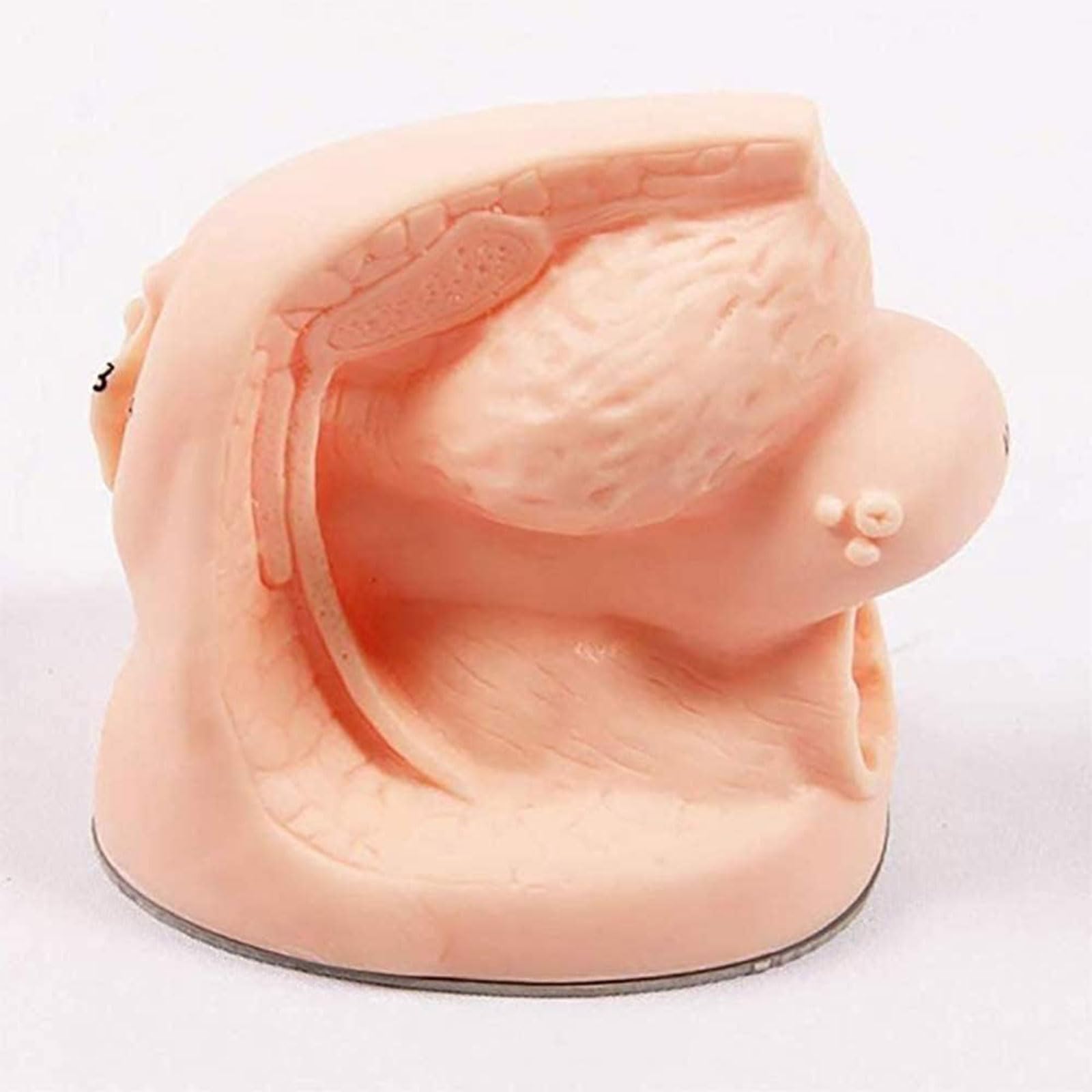 OUFEIJIA PVC Plastic Female Genital Organ Model Internal and External Catheterization Teaching Models Anatomy Model for Teaching Use