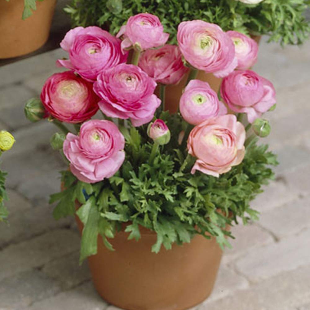 Ranunculus Flower Plant Live Pot BY Zabbus Pink (B0BQ89PHGF) Amazon Price History, Amazon Price Tracker