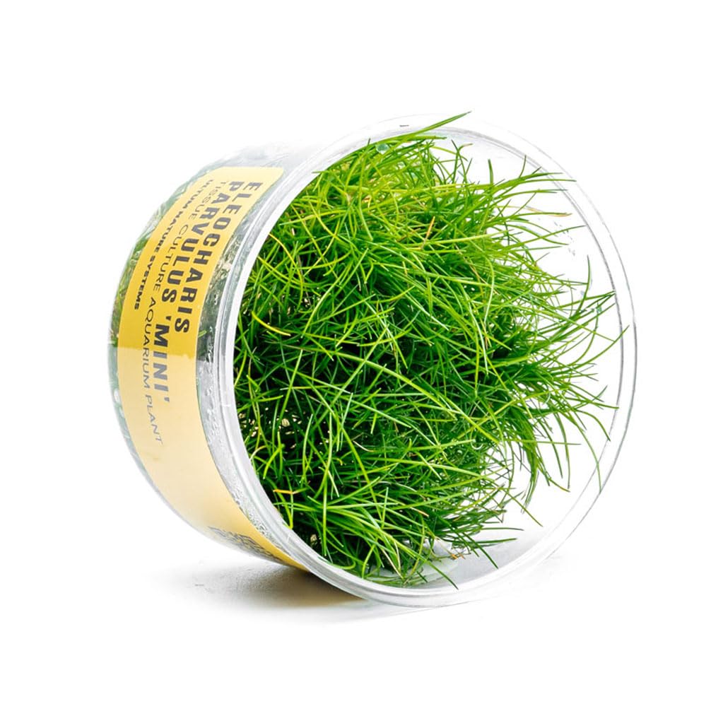 Mini Dwarf Hair Grass
